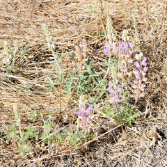 Lupinus formosus, photograph author not stated, no rights reserved
