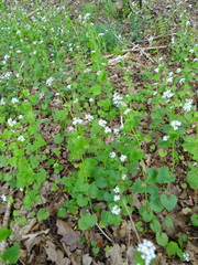Alliaria petiolata