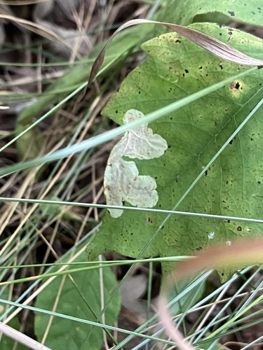 Poison Ivy Leaf-miner Moth photo 5