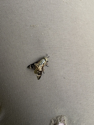 Chrysops discalis