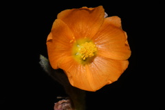 Sphaeralcea coulteri, photograph (c) Brian Finzel, some rights reserved (CC BY-SA)