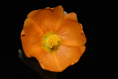 Sphaeralcea coulteri, photograph (c) Brian Finzel, some rights reserved (CC BY-SA)