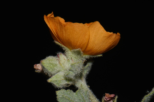 Sphaeralcea coulteri, photograph 3