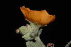 Sphaeralcea coulteri, photograph (c) Brian Finzel, some rights reserved (CC BY-SA)