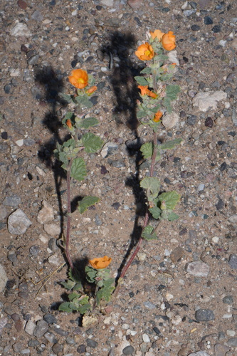 Sphaeralcea coulteri, photograph 4