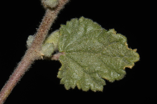 Sphaeralcea coulteri, photograph 5