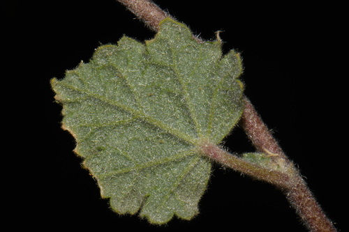 Sphaeralcea coulteri, photograph 6