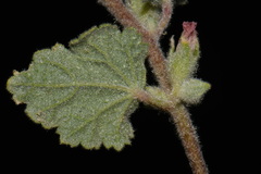 Sphaeralcea coulteri