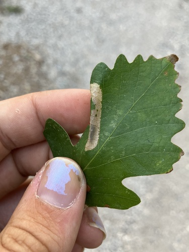 Phyllonorycter fitchella photo 2