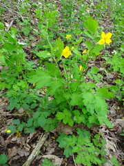 Chelidonium majus