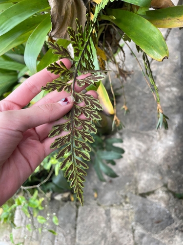 Asplenium praemorsum