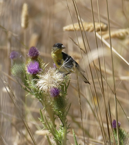 Lesser Goldfinch seen in Sonoma Valley