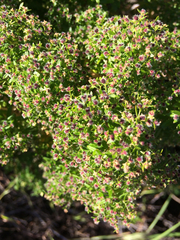 Galium catalinense acrispum