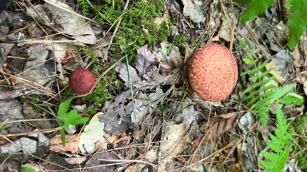 Painted Suillus · August 2026 · photo: Photo: no rights reserved · iNaturalist