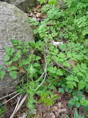 Chaerophyllum temulum
