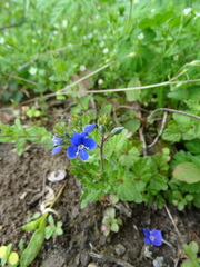 Veronica chamaedrys
