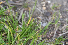 Poa supina