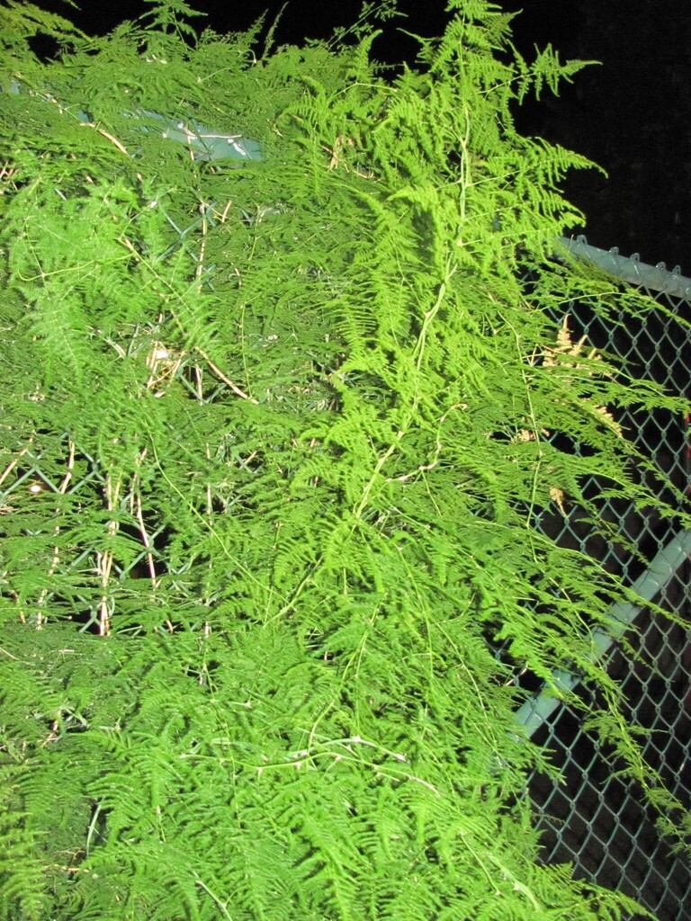 Asparagus setaceus frond detail