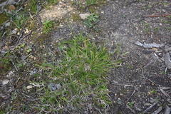 Poa supina