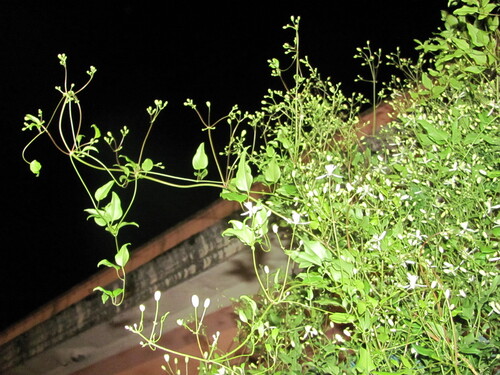 Fragrant clematis (Clematis flammula)