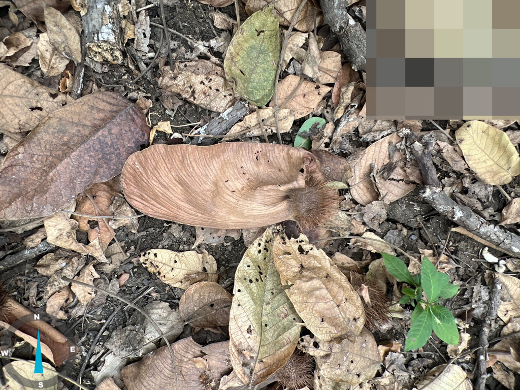 Centrolobium ochroxylum; photograph (c) Raúl A. Ruiz M., some rights reserved (CC BY)