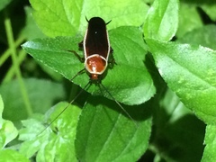 Pseudomops septentrionalis