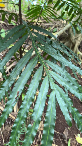 Filicium decipiens observed 2026-08-05