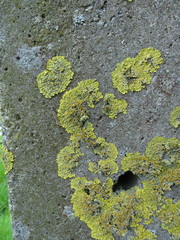 Xanthoria parietina