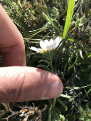 Layia glandulosa
