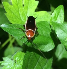 Pseudomops septentrionalis