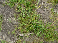 Poa annua