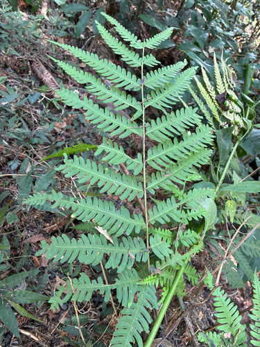 Pteris biaurita observed 2026-08-06