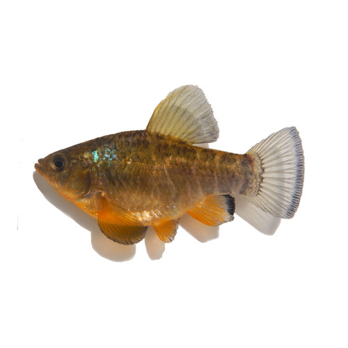 Sheepshead minnow (Cyprinodon variegatus) — Cyprinodontidae — 2