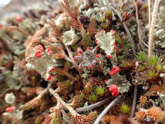 Cladonia borealis