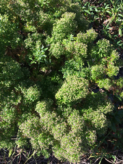 Galium catalinense acrispum