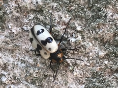 Strongylium maculicolle