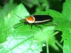 Pseudomops septentrionalis