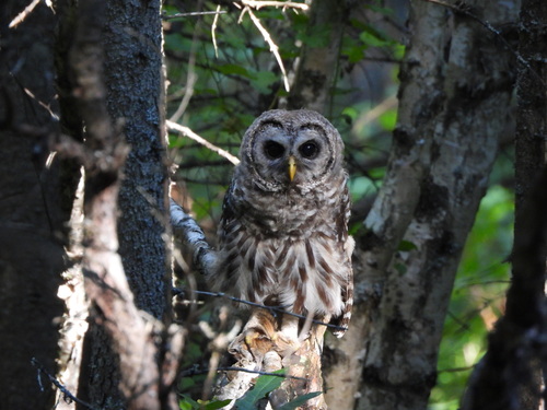 Barred Owl