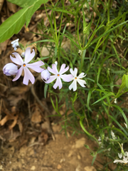 Phlox bifida