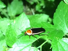 Pseudomops septentrionalis