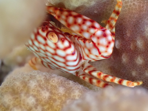 Trapezia flavopunctata observed 2026-08-05