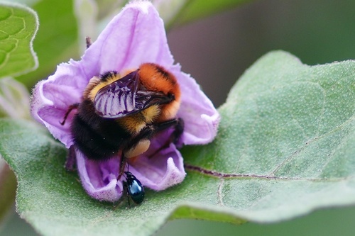Short-faced Bumble Bee