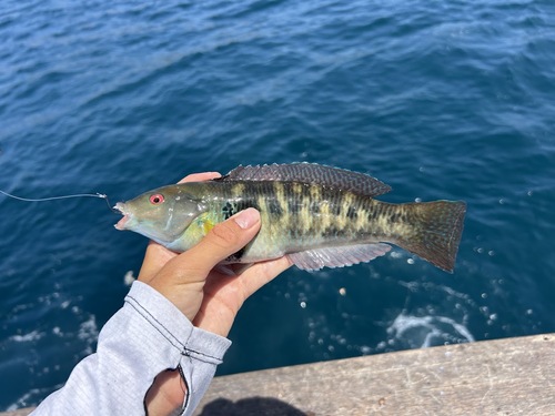 Rock wrasse (Halichoeres semicinctus) — Labridae — 3