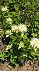 Monarda luteola