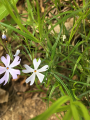 Phlox bifida