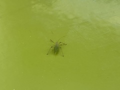 Macrosiphum albifrons