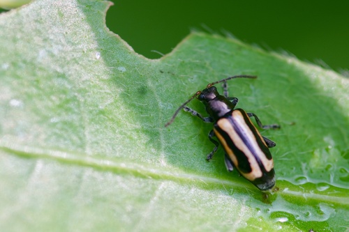 Alligatorweed Flea Beetle