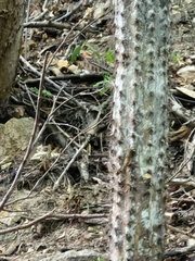 author not stated, no rights reserved Pilosocereus purpusii, photograph author not stated, no rights reserved