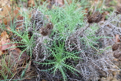 Ptilostemon echinocephalus