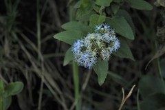 Aristeguietia lamiifolia